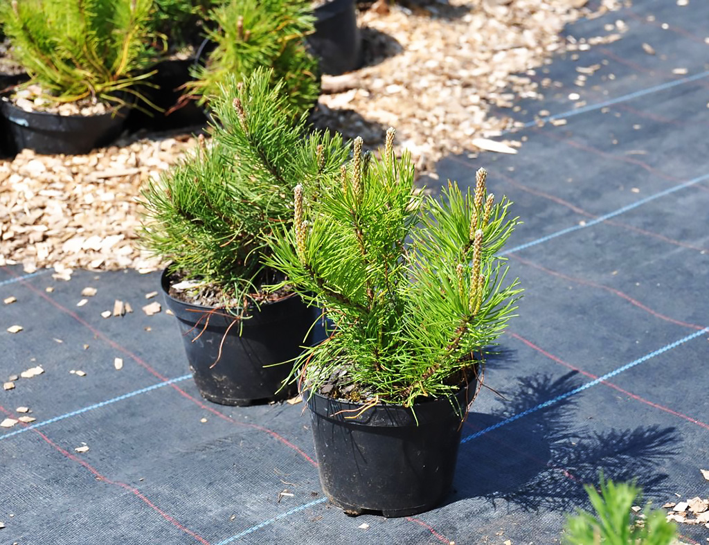 Сосна обыкновенная