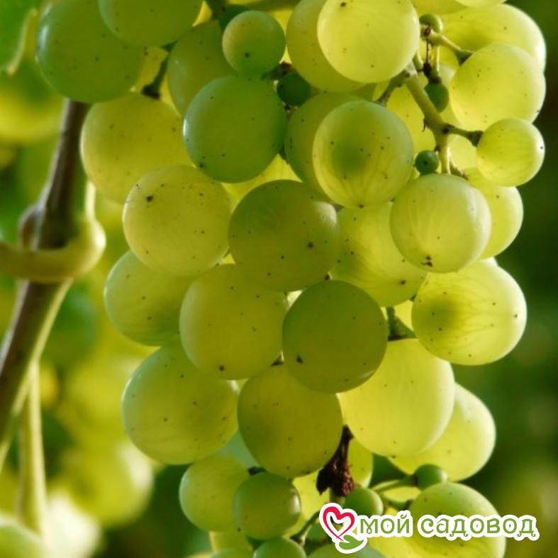 Виноград Алекса