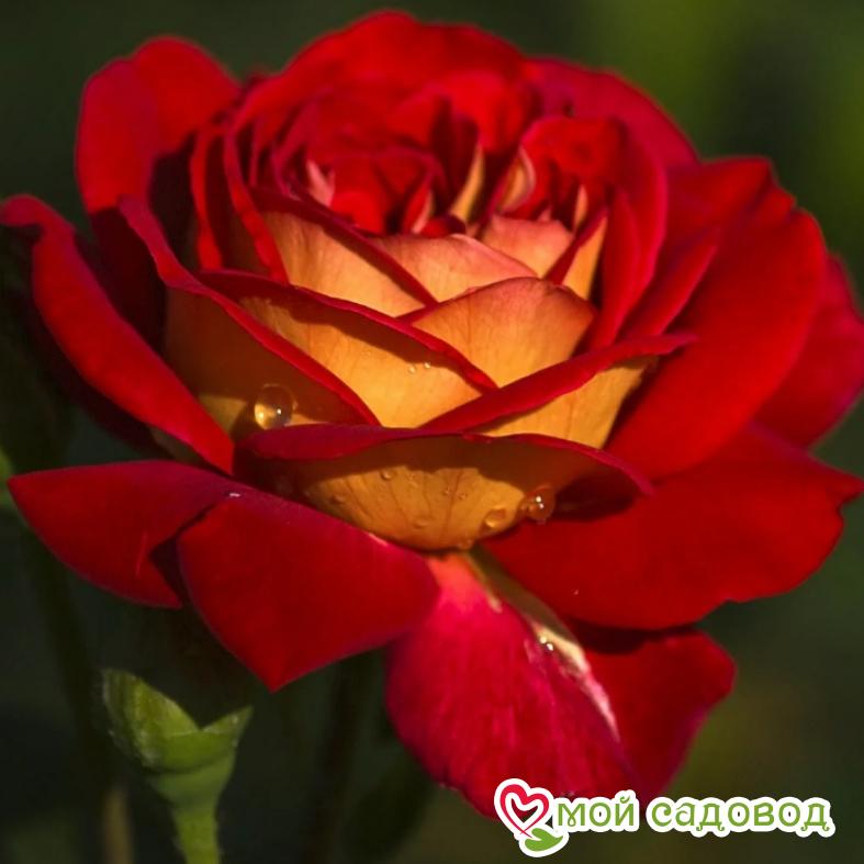 Роза Френдшип