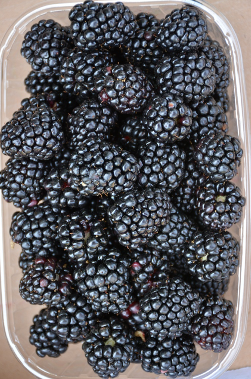 Ежевика "Честер Торнлесс" Высокая урожайность!