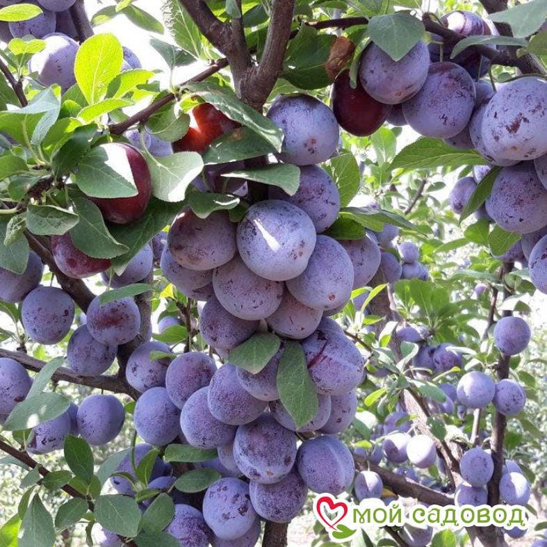 Слива Кабардинская ранняя