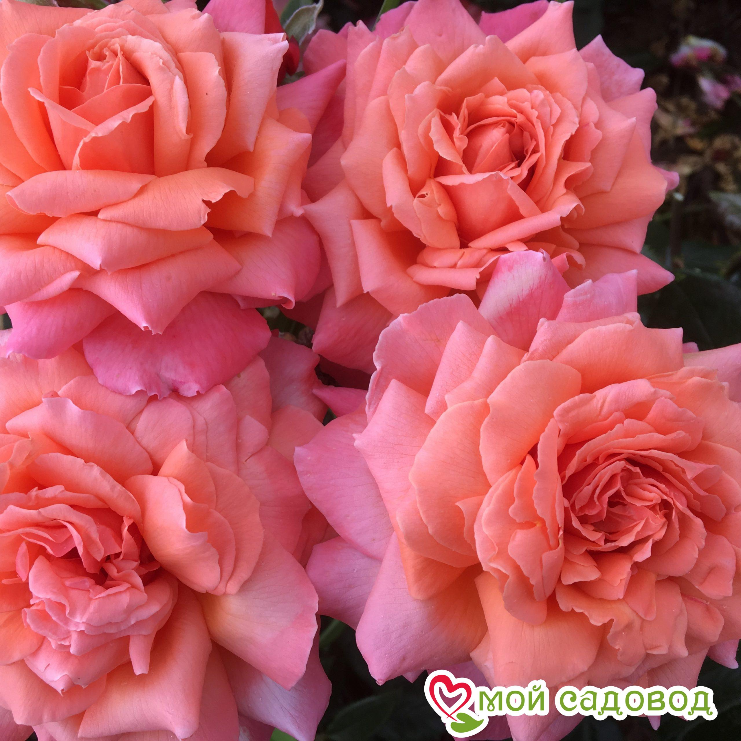 Роза Фольклор