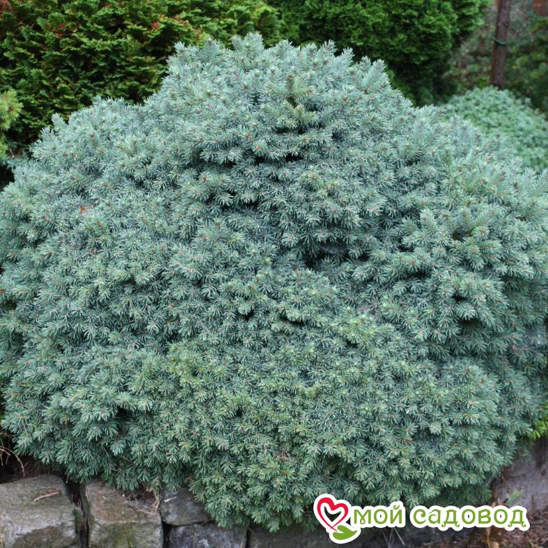 Ель Канадская Эхиниформис