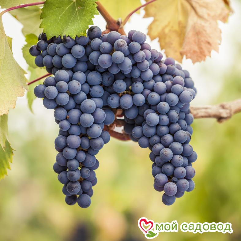 Виноград Саперави северный