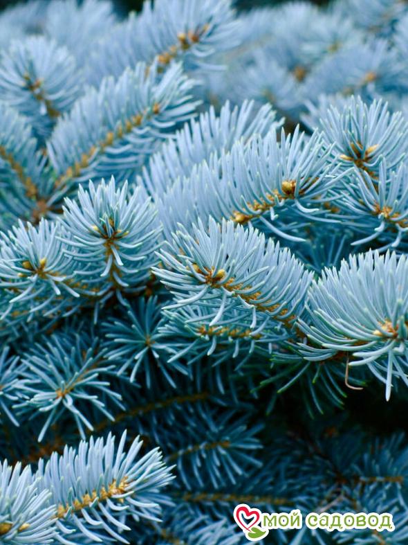 Колючая ель Глаука (Glauca)