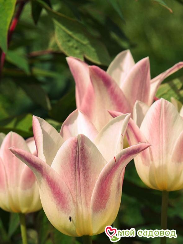 Тюльпан Элегант Леди