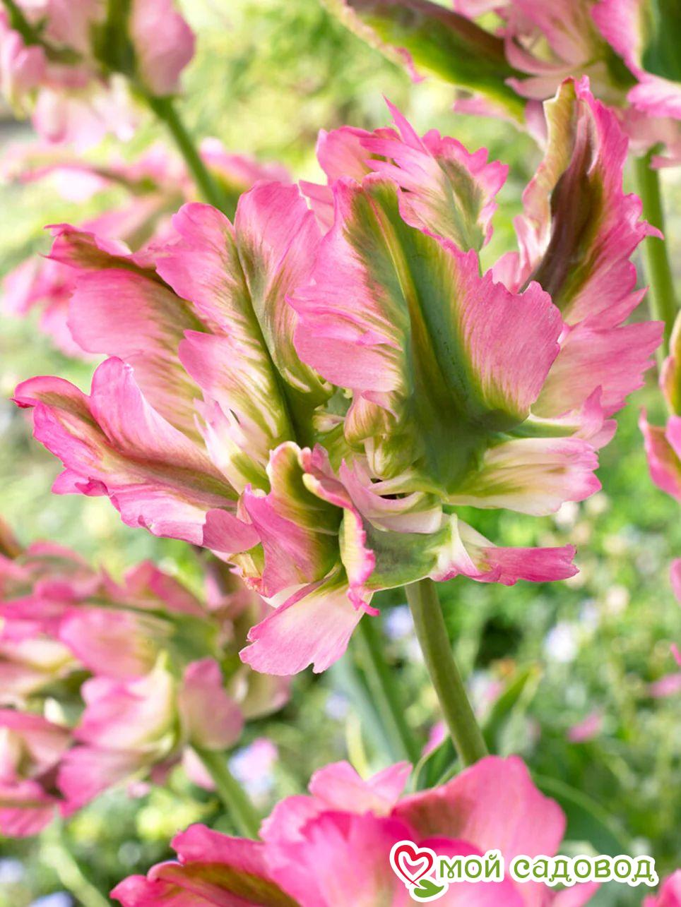 Тюльпан попугайный Грин Вейв