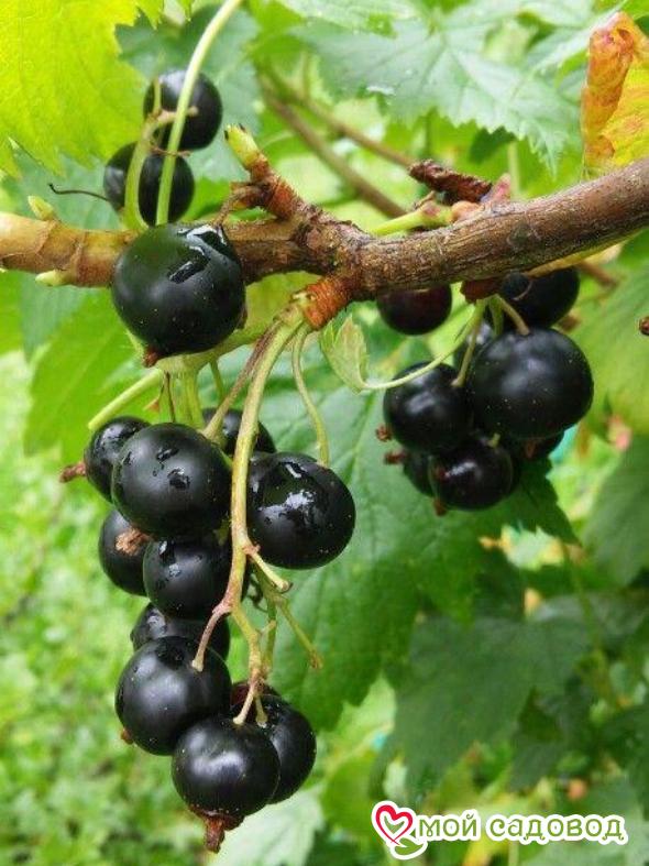 Черная смородина Юбилейная