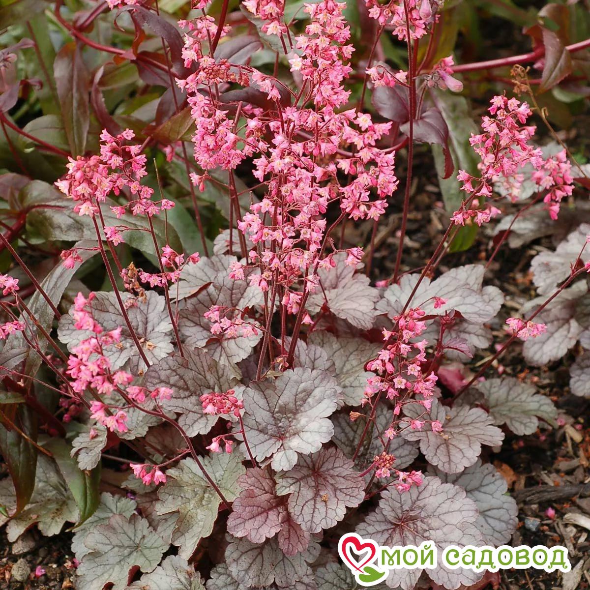 Гейхера Милан