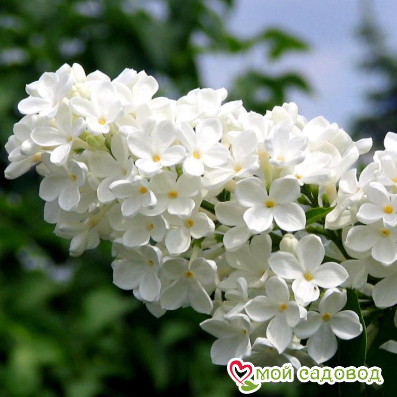 Сирень Рочестер (Rochester)