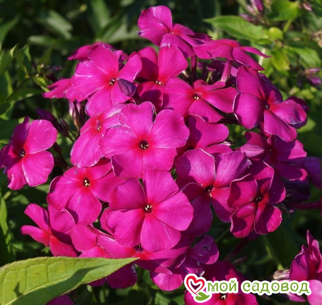 ФЛОКС МЕТЕЛЬЧАТЫЙ ВИКТОРИЯ