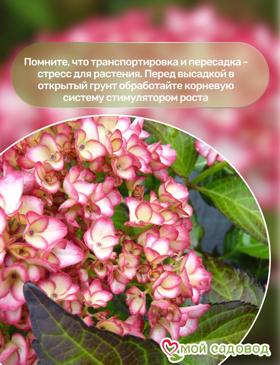 Гортензия крупнолистная Сальса ЗКС