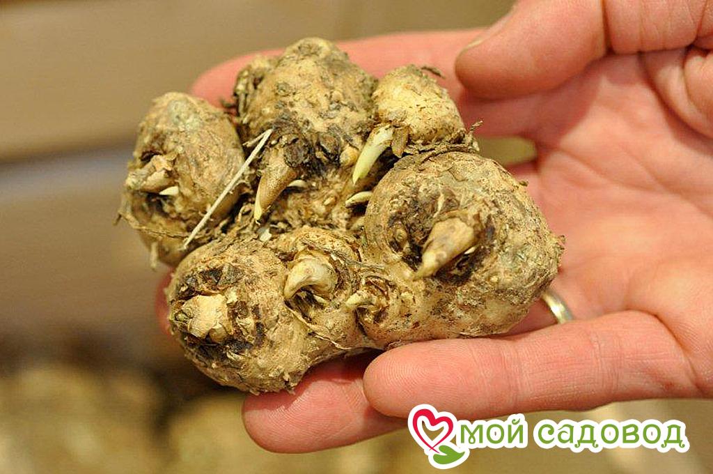 Калла Энигма