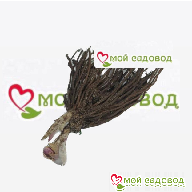 Морозник Роса Апреля