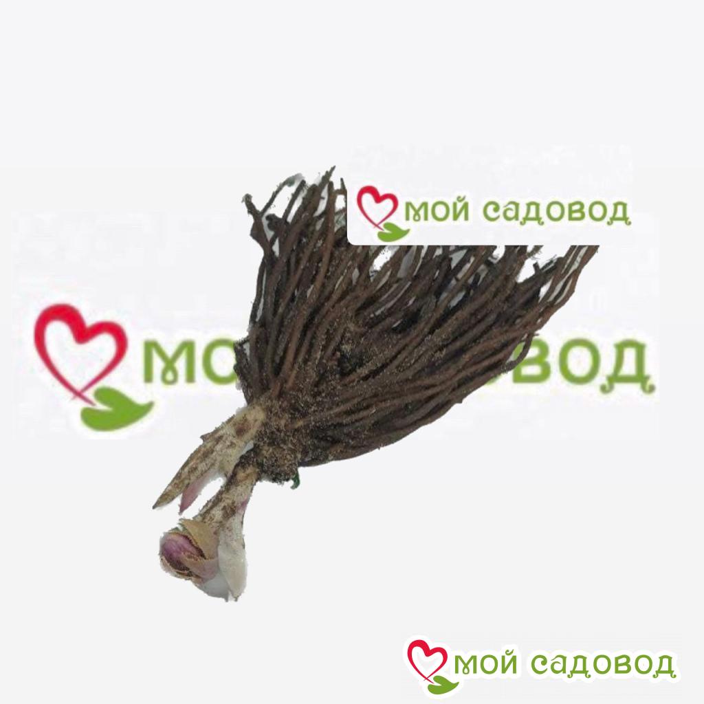 Хоста Лорд Прайд